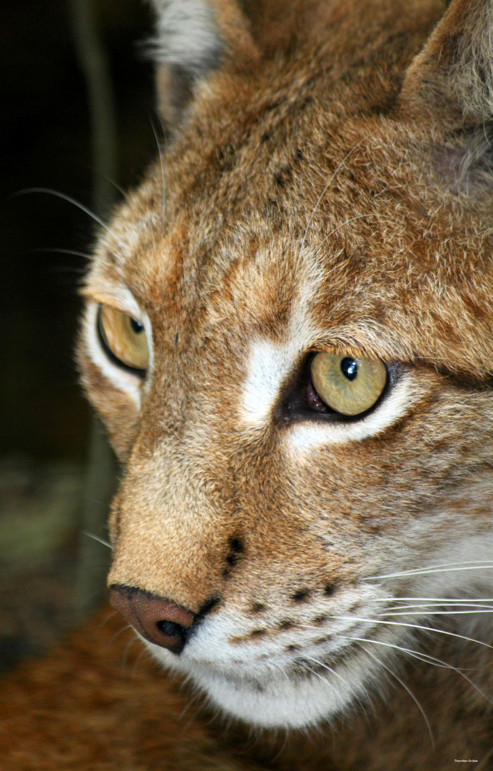 Eurasischer Luchs