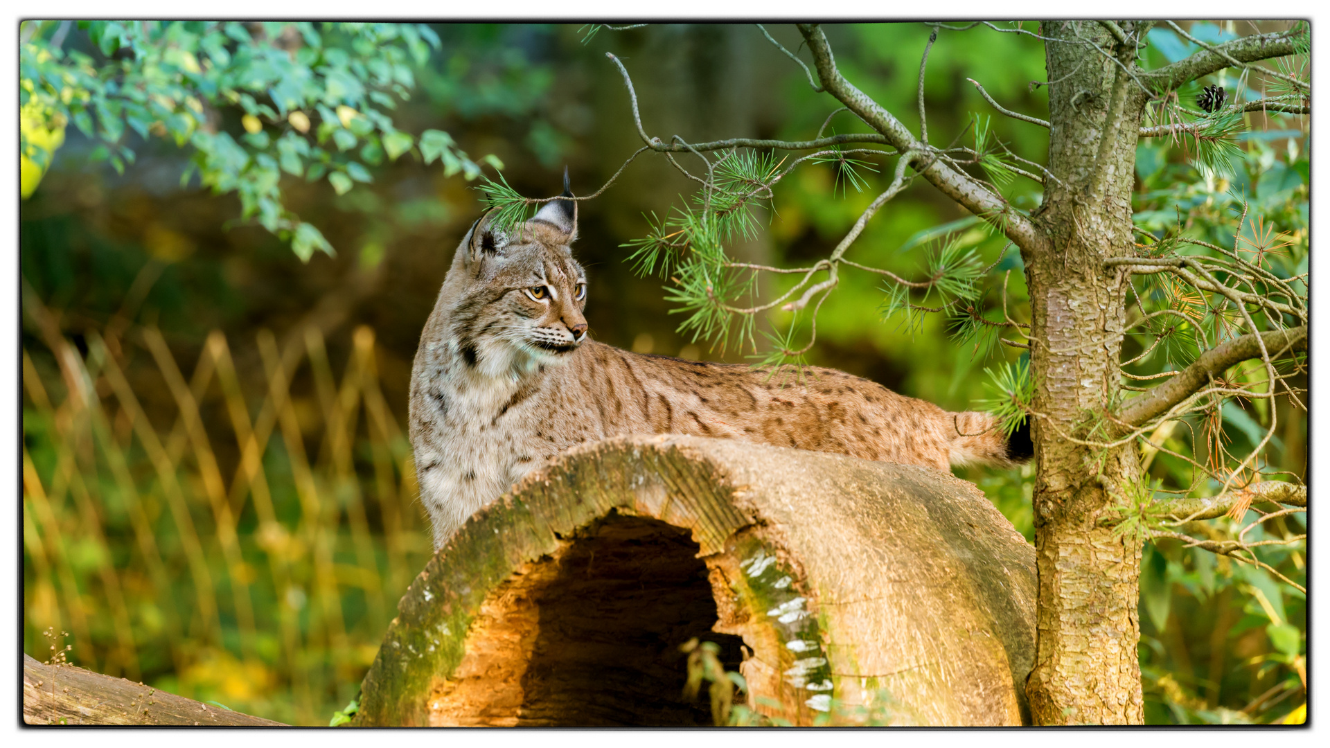 Eurasischer Luchs