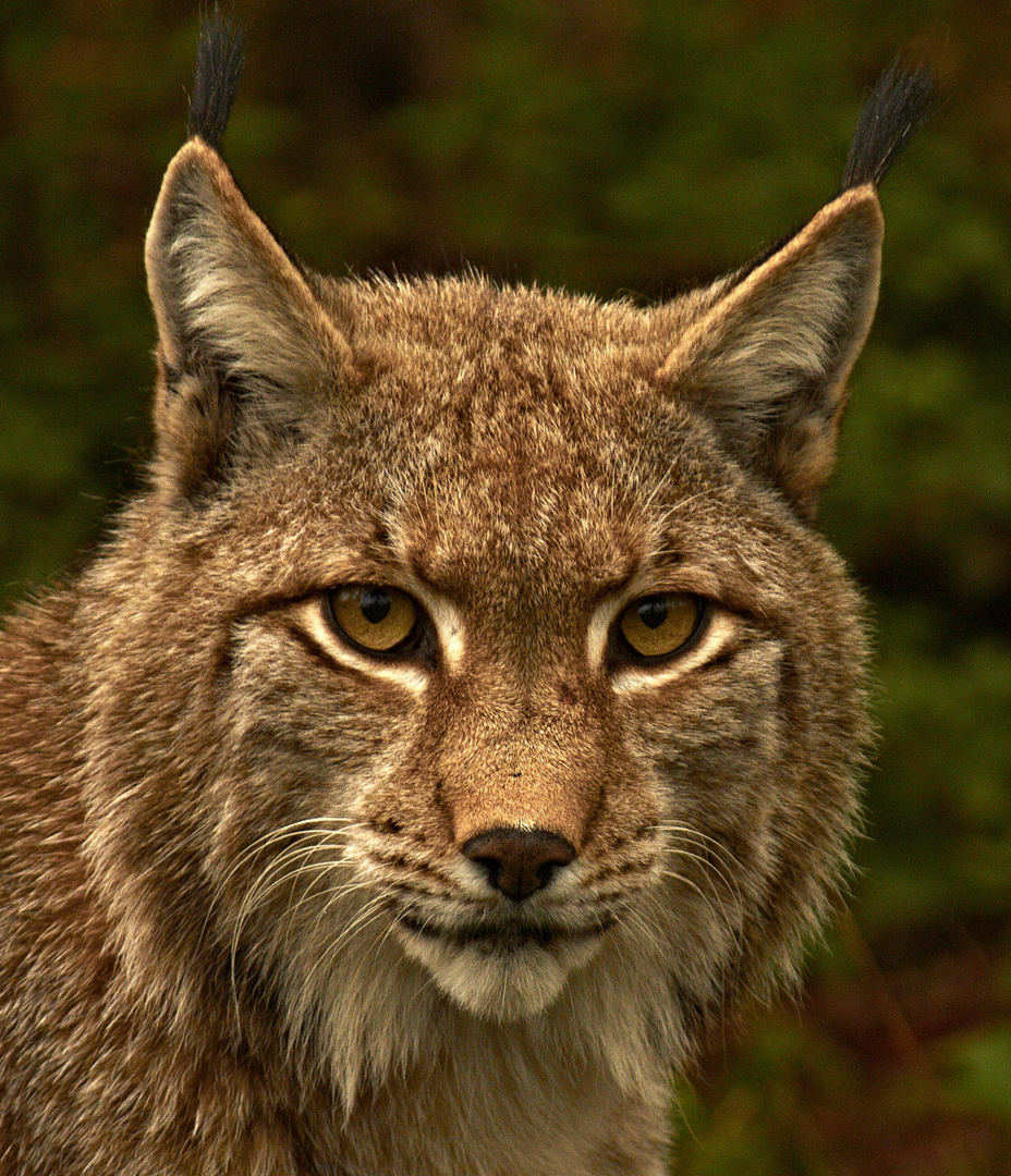 Eurasischer Luchs