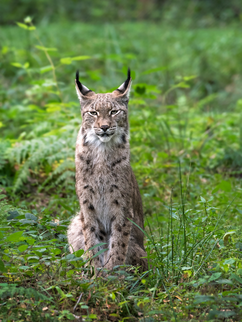 Eurasischer Luchs