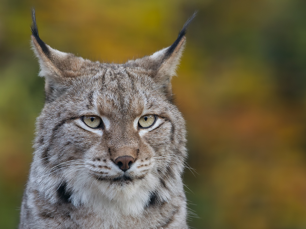 Eurasischer Luchs