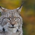 Eurasischer Luchs