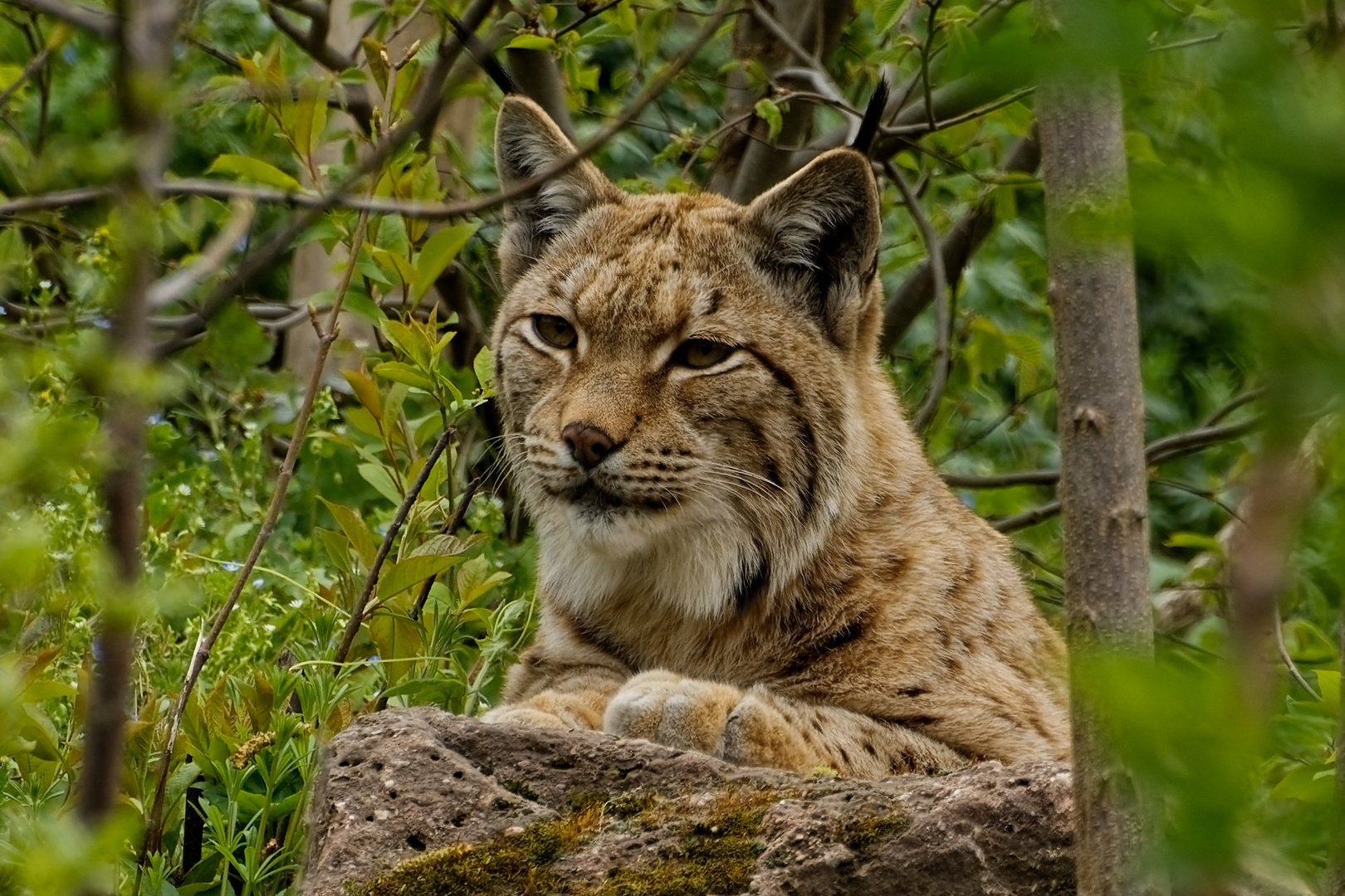 Eurasischer Luchs