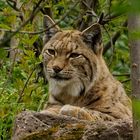 Eurasischer Luchs