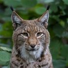 Eurasischer Luchs