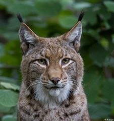 Eurasischer Luchs