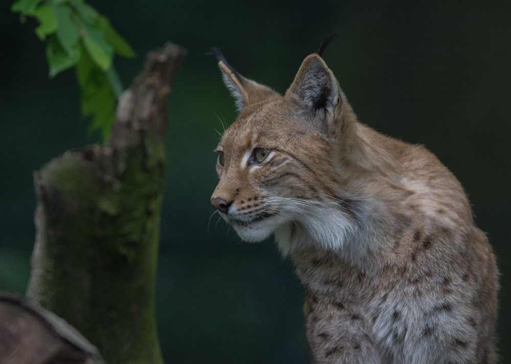 eurasischer Luchs