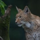 eurasischer Luchs