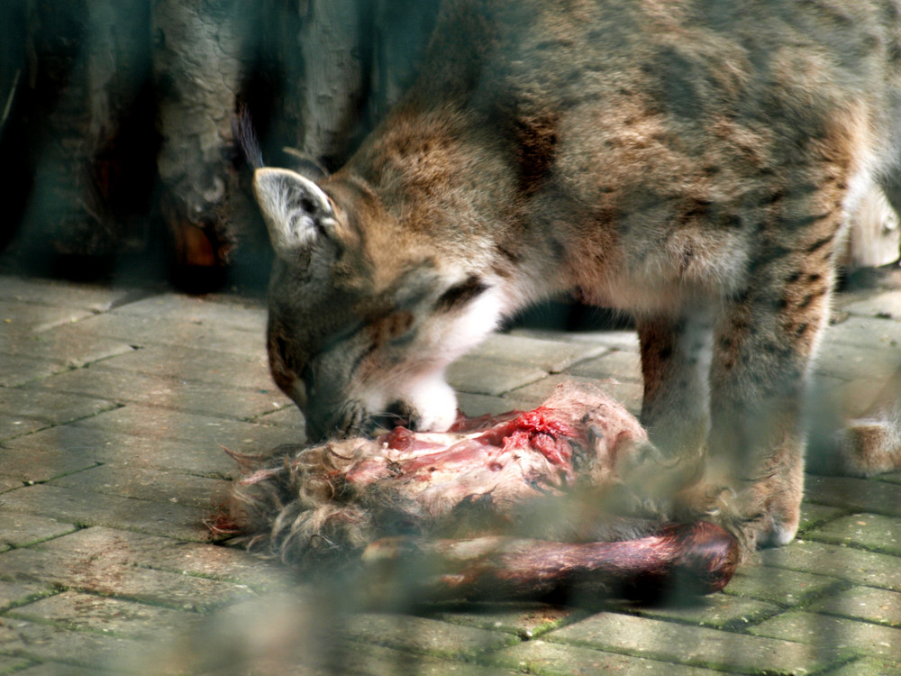 Eurasischer Luchs...