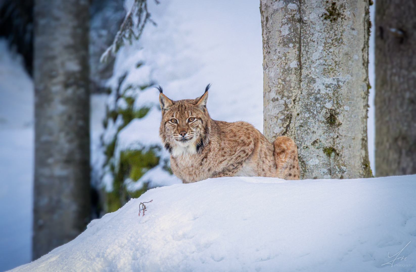 Eurasischer Luchs