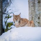 Eurasischer Luchs