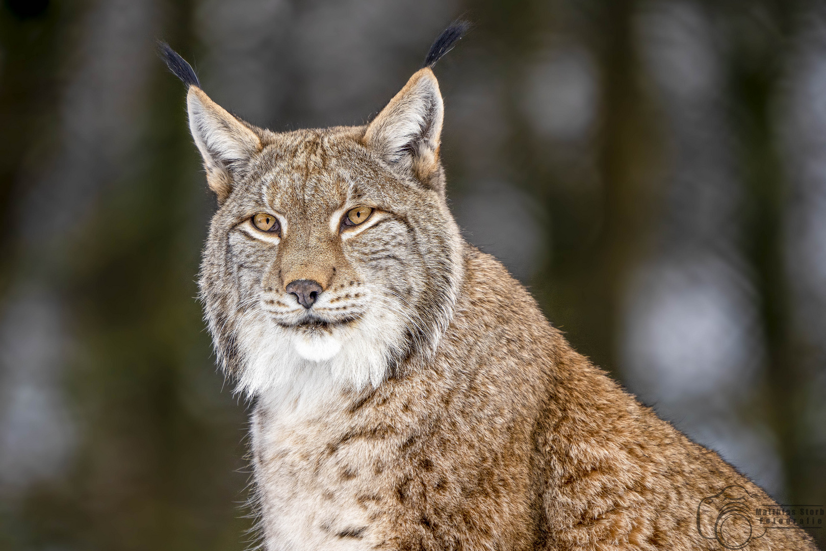 Eurasischer Luchs