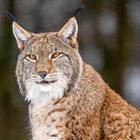 Eurasischer Luchs