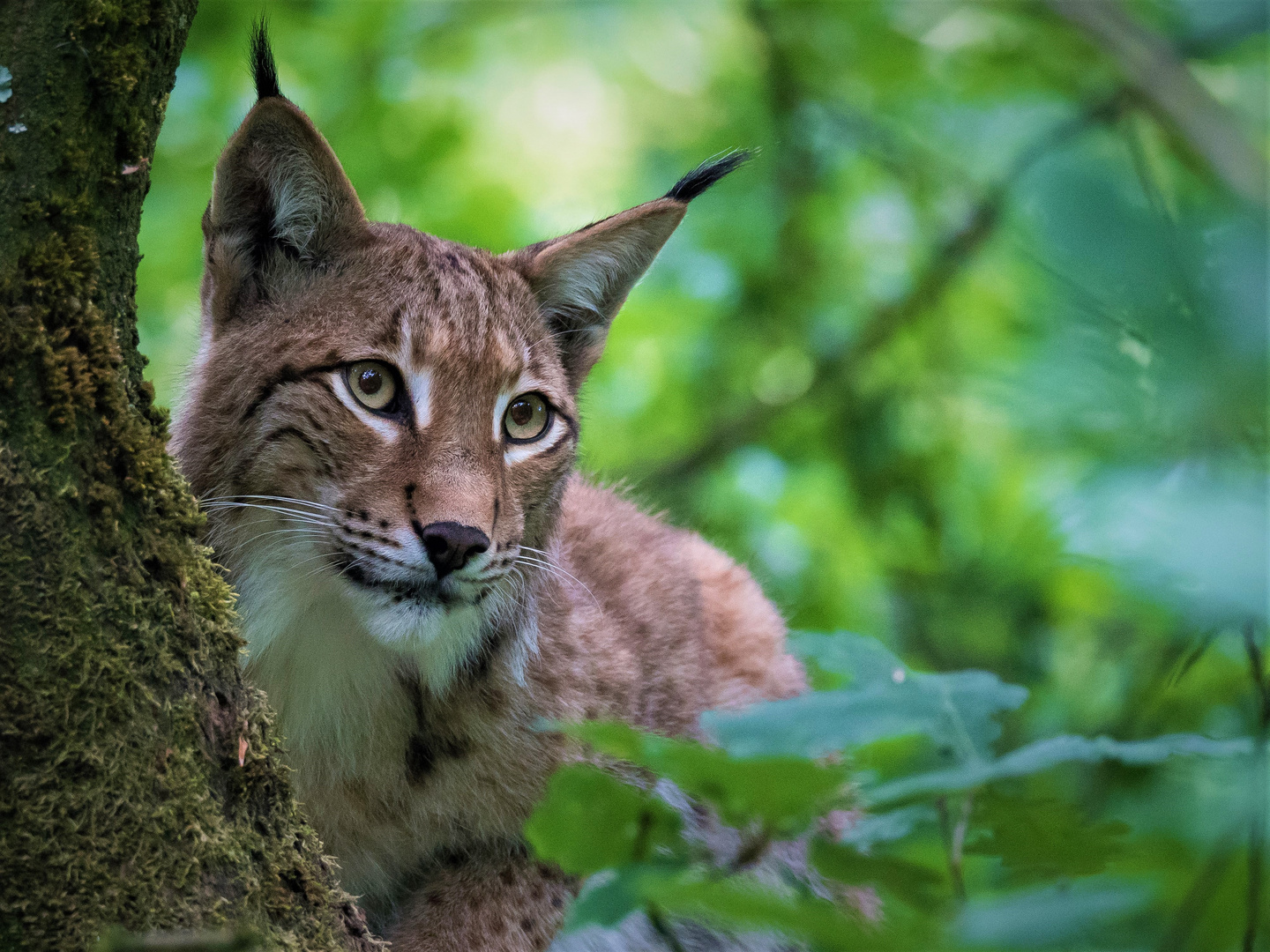 Eurasischer Luchs 