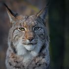 Eurasischer Luchs