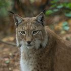 Eurasischer Luchs