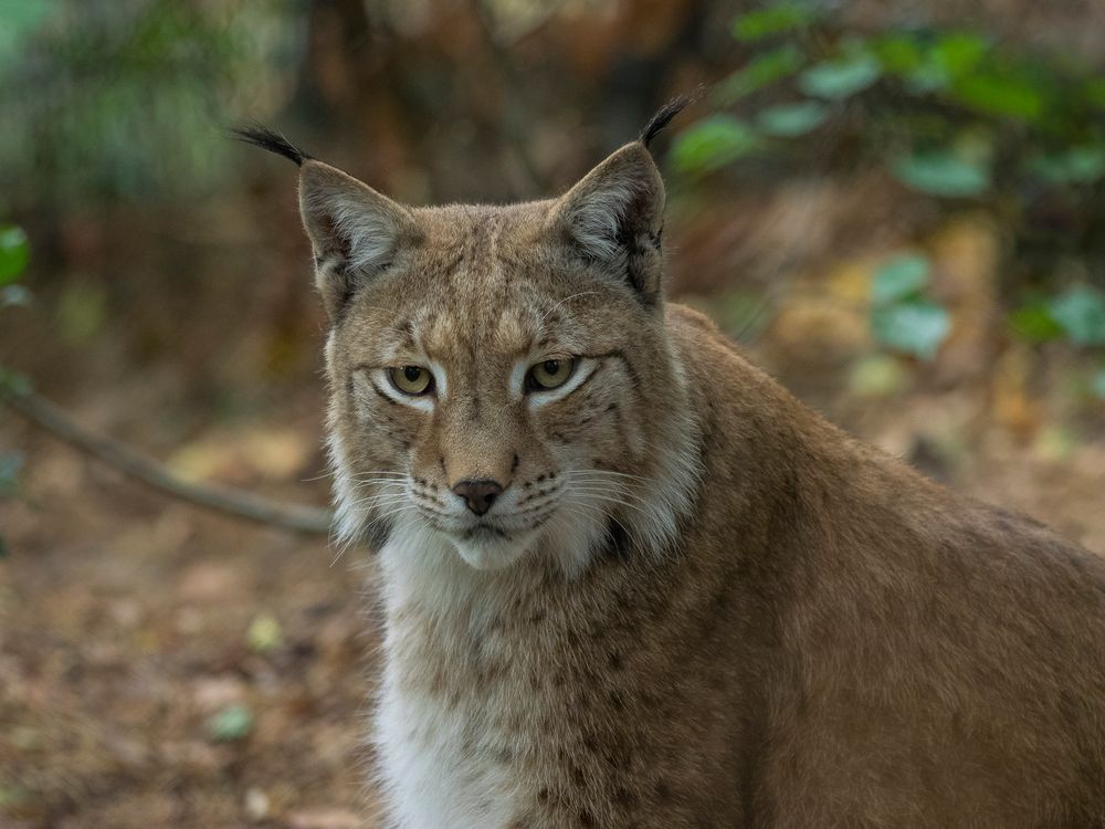 Eurasischer Luchs