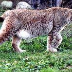 Eurasischer Luchs im Tierpark Lange Erlen zu Basel (CH)