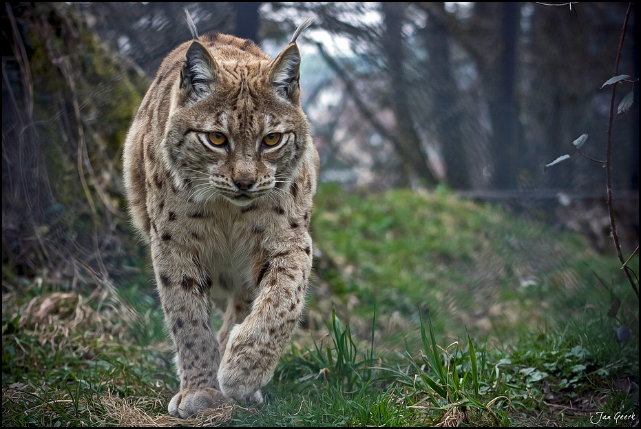 Eurasischer Luchs (Lynx)