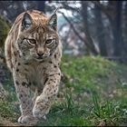 Eurasischer Luchs (Lynx)