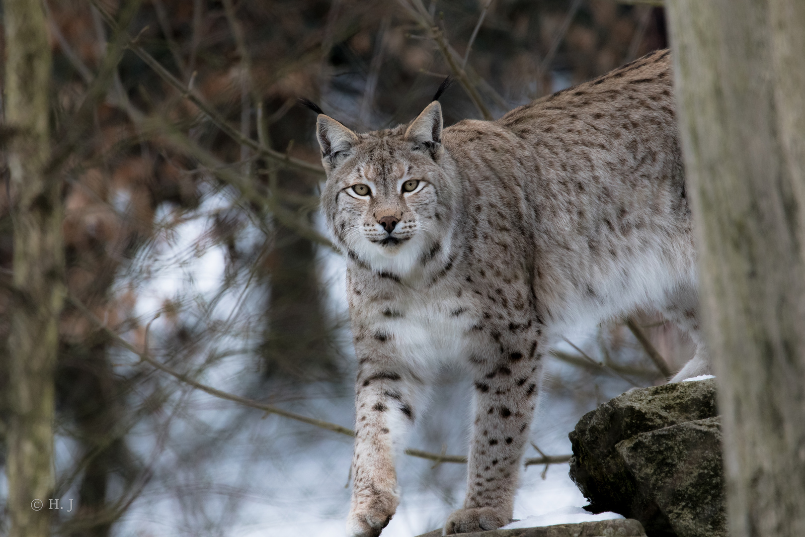 Eurasischer Luchs (Lynx lynx)