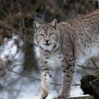 Eurasischer Luchs (Lynx lynx)