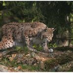 Eurasischer Luchs (Lynx lynx) -2-