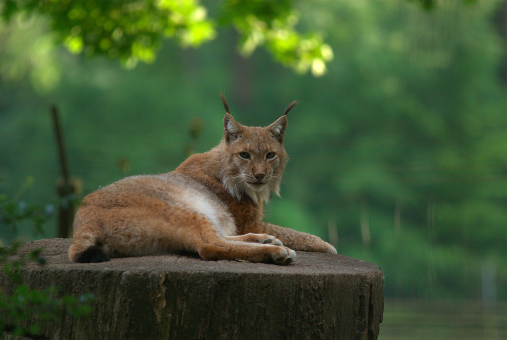 Eurasischer Luchs (Lynx lynx)