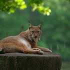 Eurasischer Luchs (Lynx lynx)