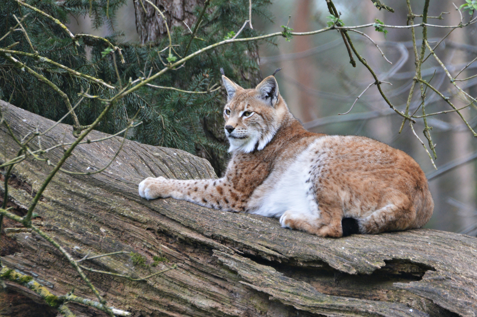 Eurasischer Luchs (Lynx lynx)