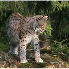 Eurasischer Luchs (Lynx lynx)