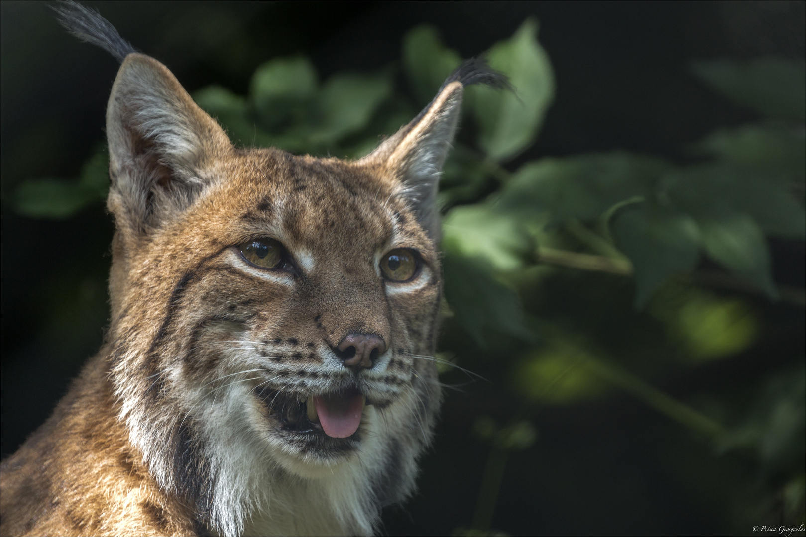 Eurasischer Luchs Lynx Lynx Foto Bild Tiere Natur Raubtiere Bilder Auf Fotocommunity