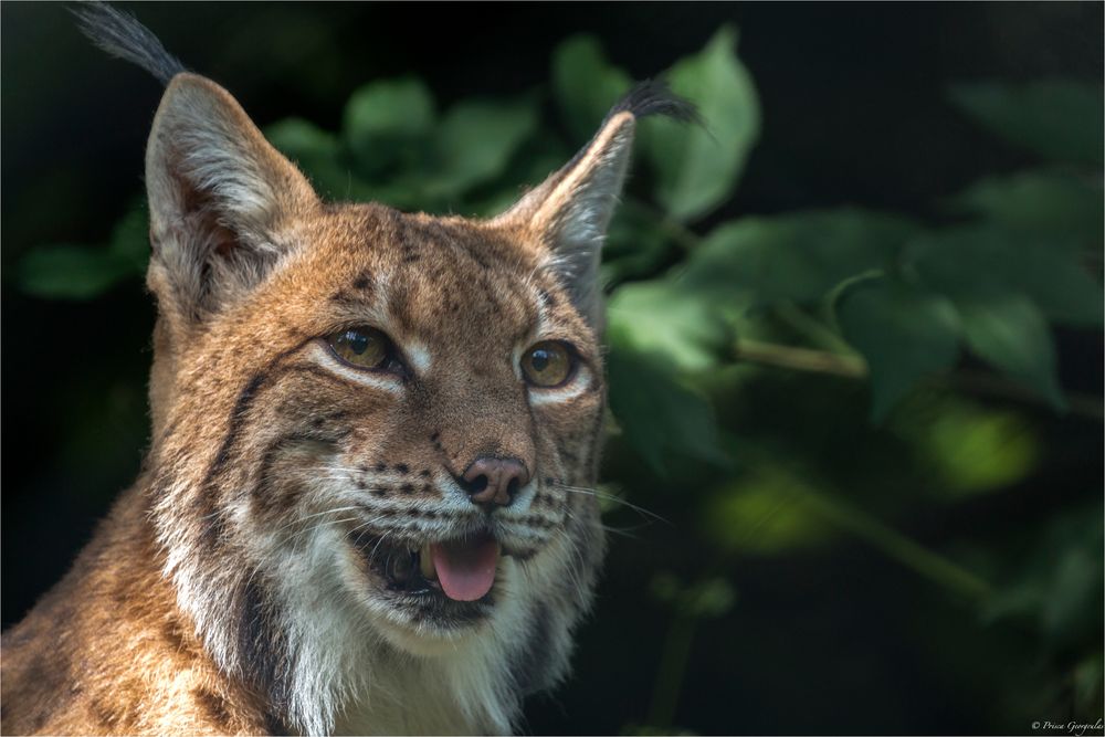 Eurasischer Luchs Lynx lynx Foto & Bild tiere, natur, raubtiere