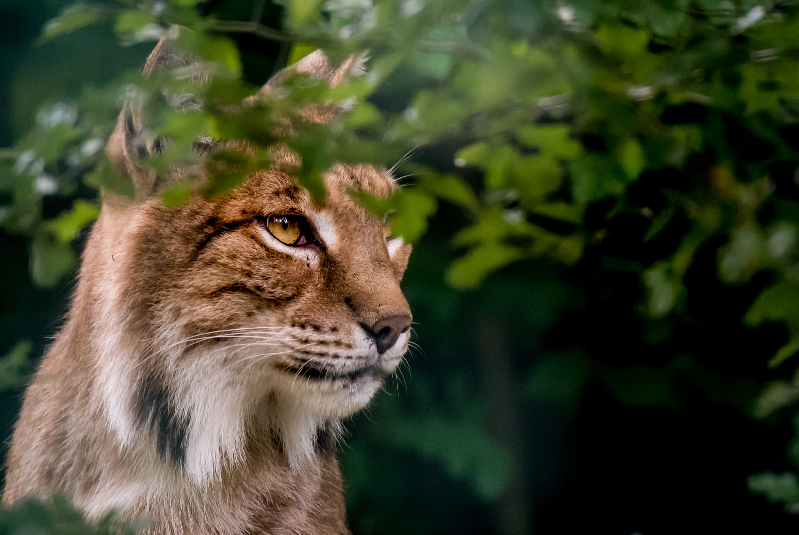 Eurasischer Luchs (Lynx lynx)