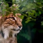 Eurasischer Luchs (Lynx lynx)