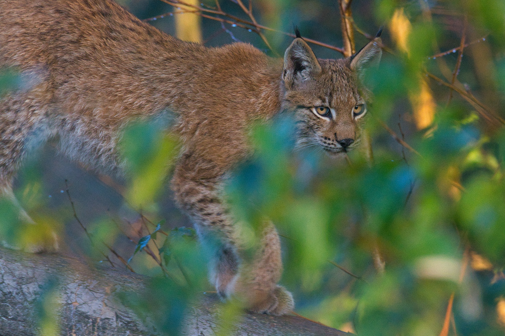 Eurasischer Luchs (Lynx lynx)