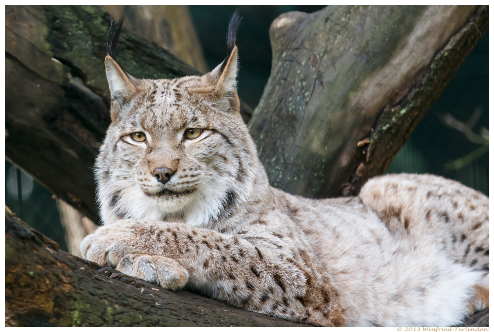 Eurasischer Luchs (Lynx lynx)