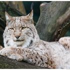 Eurasischer Luchs (Lynx lynx)