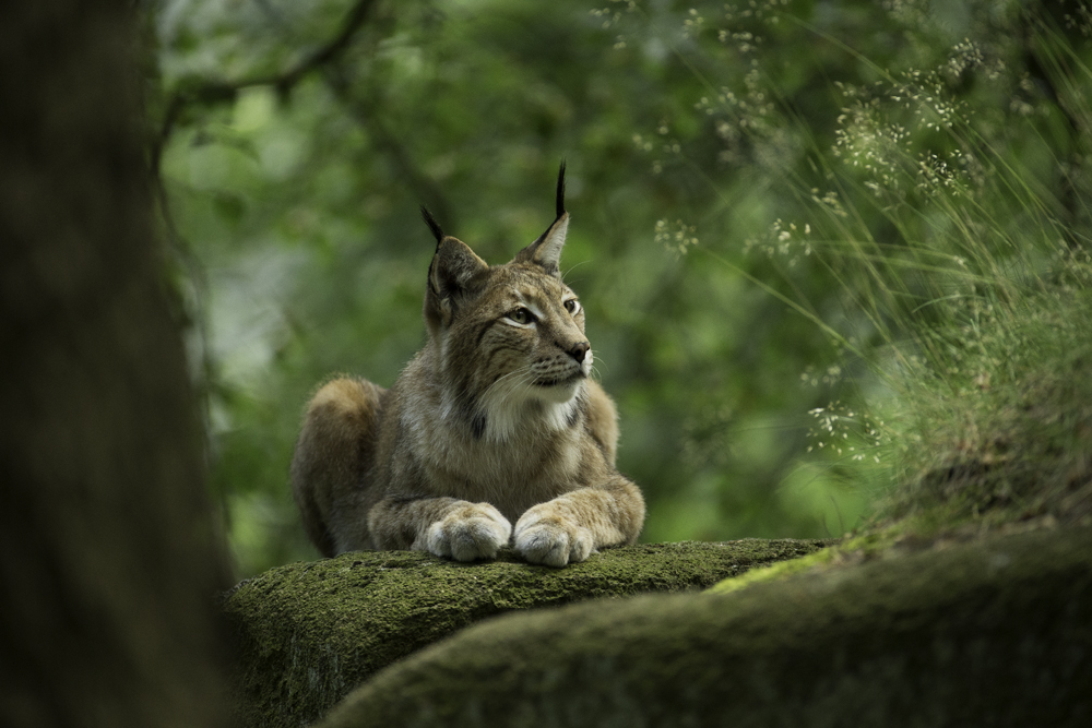 Eurasischer Luchs (Lynx lynx)