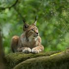 Eurasischer Luchs (Lynx lynx)