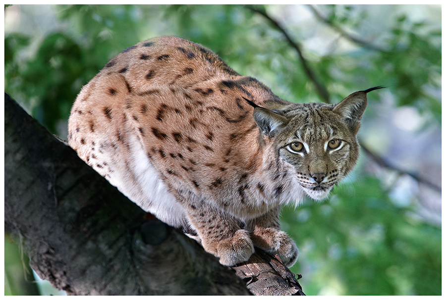 Eurasischer Luchs (Lynx lynx)