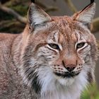 Eurasischer Luchs - Lynx lynx