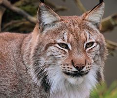 Eurasischer Luchs - Lynx lynx