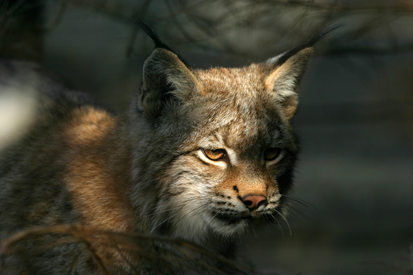 Eurasischer Luchs (Lynx lynx) - Jungtier