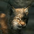 Eurasischer Luchs (Lynx lynx) - Jungtier