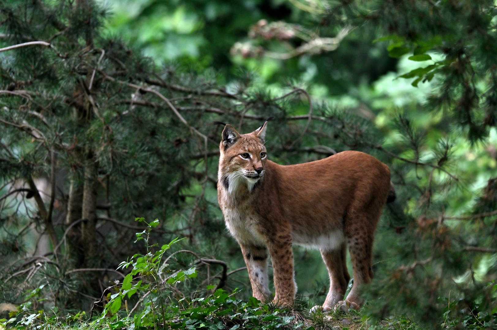 eurasischer Luchs (Lynx lynx)_02-fc