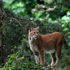 eurasischer Luchs (Lynx lynx)_02-fc