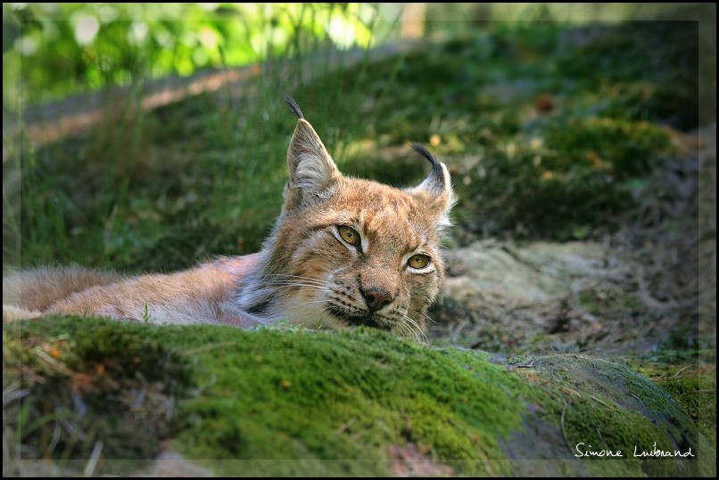 Eurasischer Luchs / nordischer Luchs / Lynx lynx