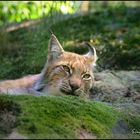 Eurasischer Luchs / nordischer Luchs / Lynx lynx