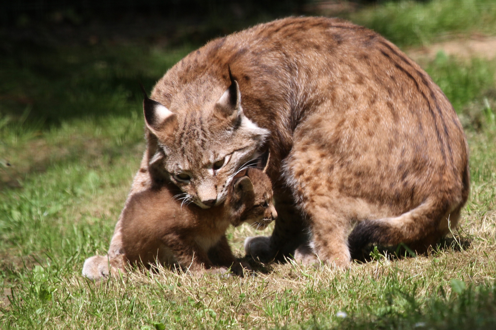 Eurasischer Luchs (Nordluchs)